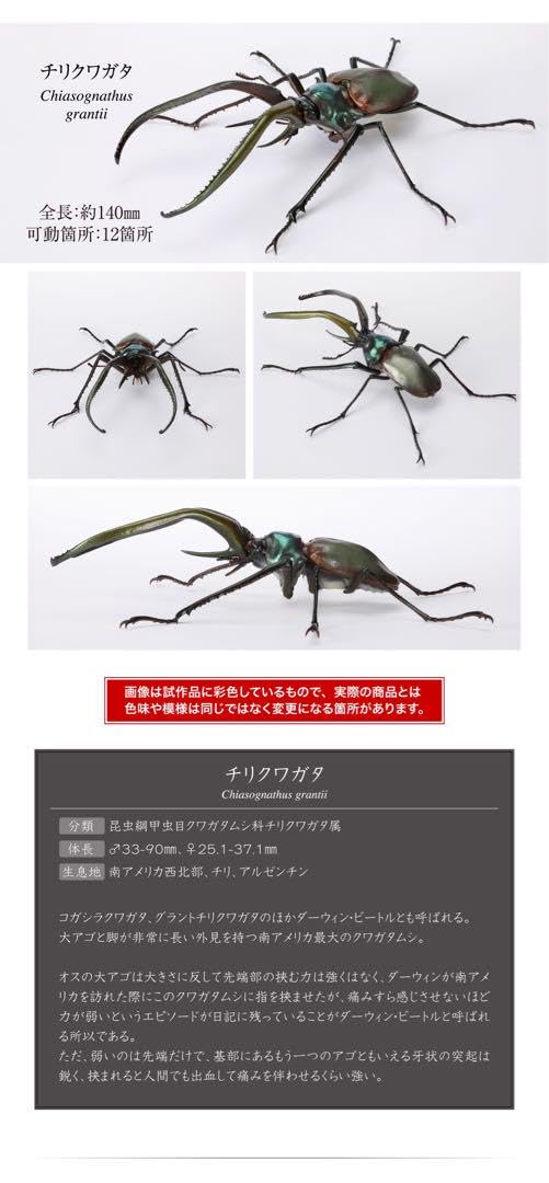 Amazon.co.jp: いきもの大図鑑くわがた08 チリクワガタ : おもちゃ
